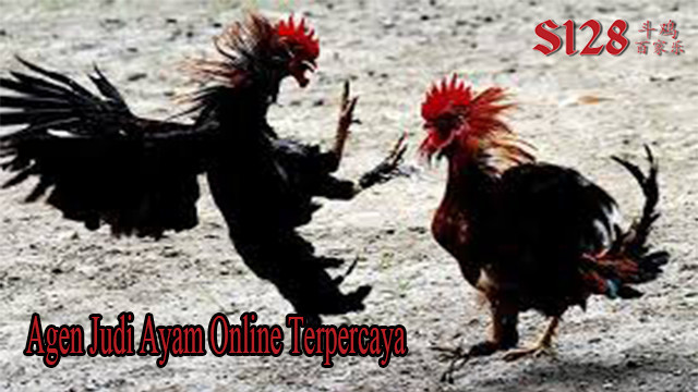 Daftar Judi Ayam Online