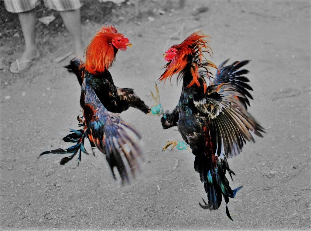 Main S128 Sabung Ayam Taji Online Uang Asli